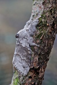 Pale Tussock - 18th May 2026 - Melbourne - Tony Davison