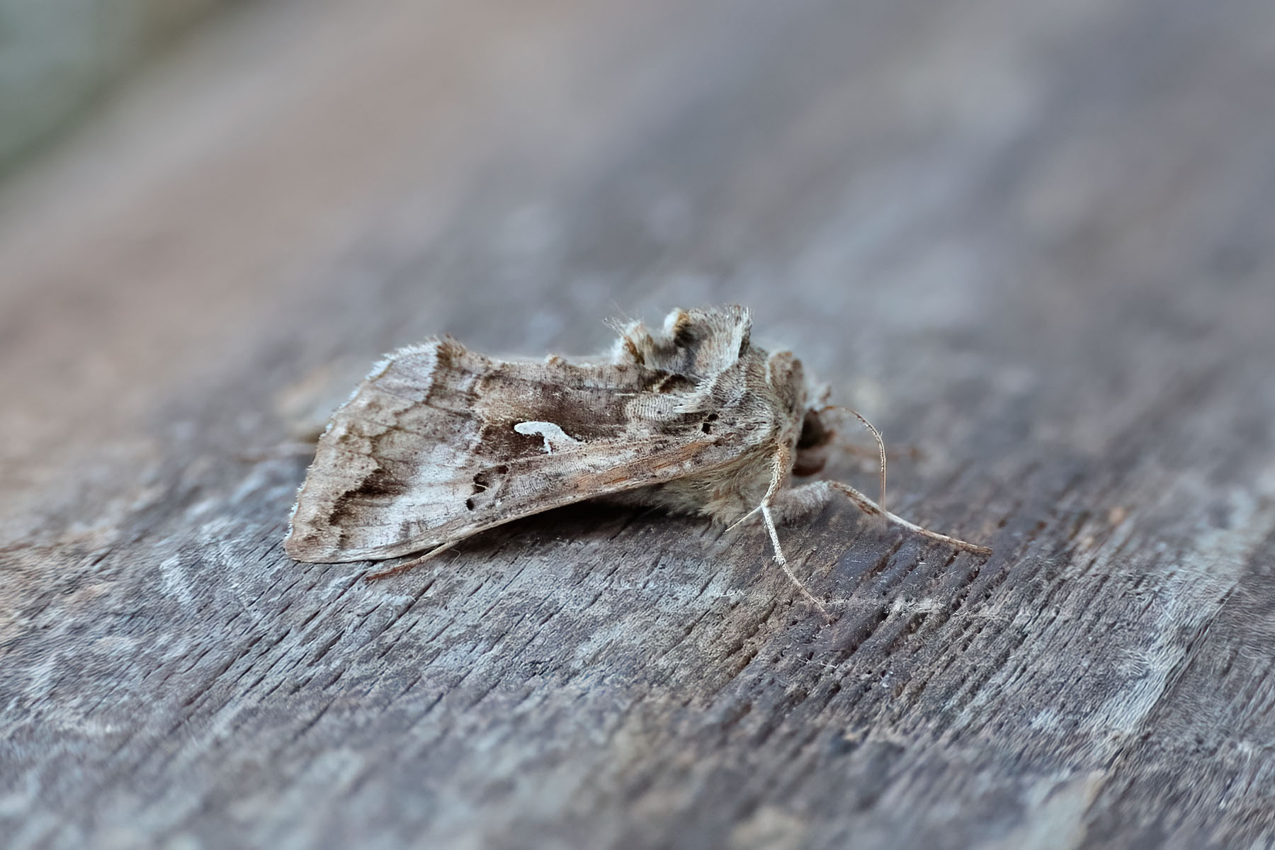 Silver Y - this strikingly marked sandy brown individual turned up during a high pressure system and at a time of high migrant moth activity. - 22nd May 2026 - Melbourne - Tony Davison