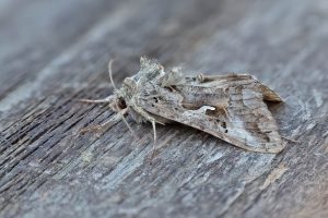 Silver Y - this strikingly marked sandy brown individual turned up during a high pressure system and at a time of high migrant moth activity. - 22nd May 2026 - Melbourne - Tony Davison