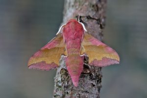Small Elephant Hawk-moth - 26th May 2026 - Melbourne - Tony Davison