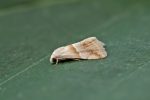 Moth Trap - 29th-30th May 2026
