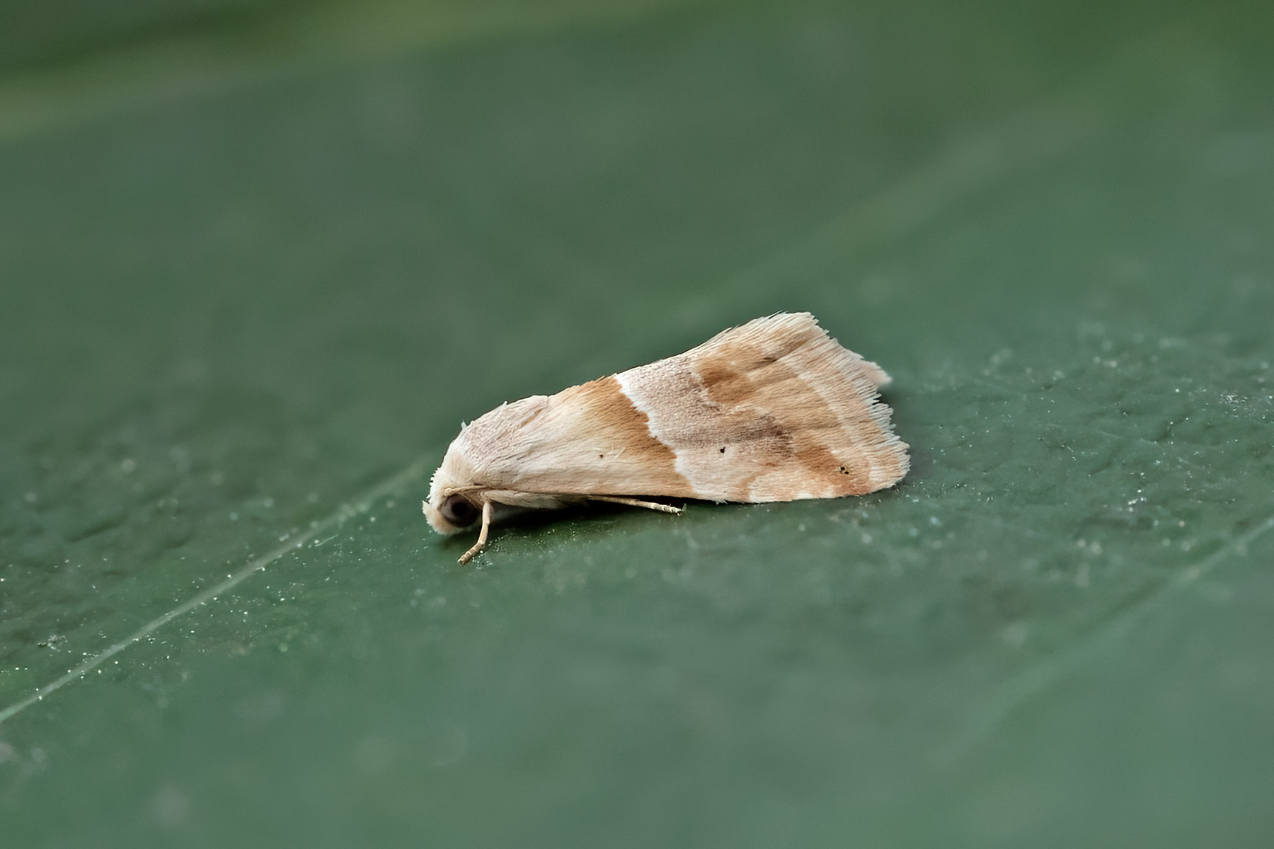 Small Marbled - 29th May 2026 - Melbourne - Tony Davison