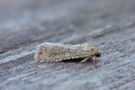 Moth Trap 22nd - 23rd May 2026
