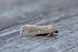 Small Mottled Willow - 22nd May 2026 - Melbourne - Tony Davison