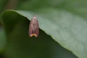 Tachystola acroxantha - 22nd May 2026 - Melbourne - Tony Davison