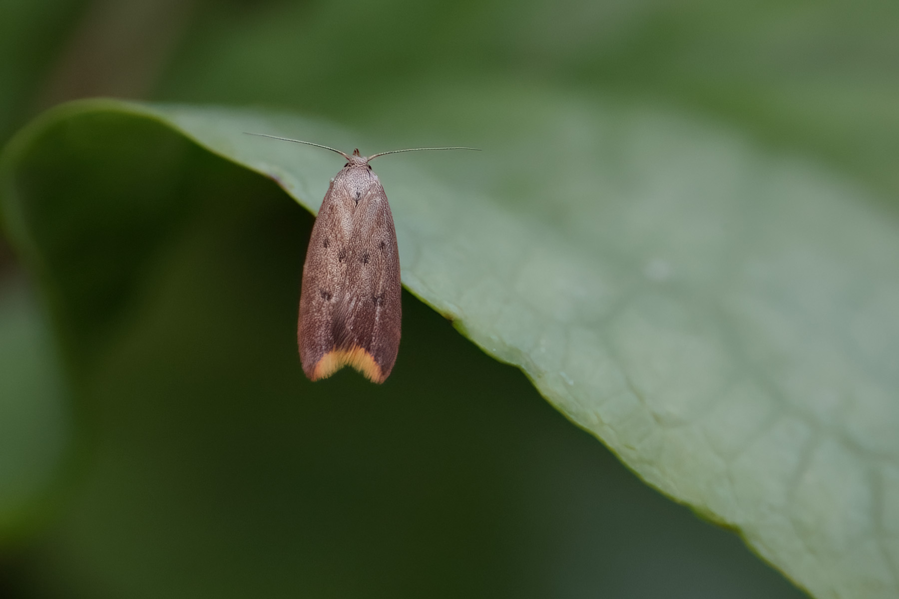 Tachystola acroxantha - 22nd May 2026 - Melbourne - Tony Davison