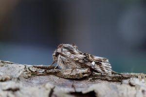 Toadflax Brocade - 25th May 2026 - Chellaston - Tony Davison