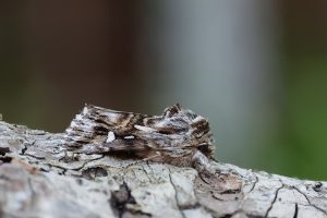 Toadflax Brocade - 25th May 2026 - Chellaston - Tony Davison