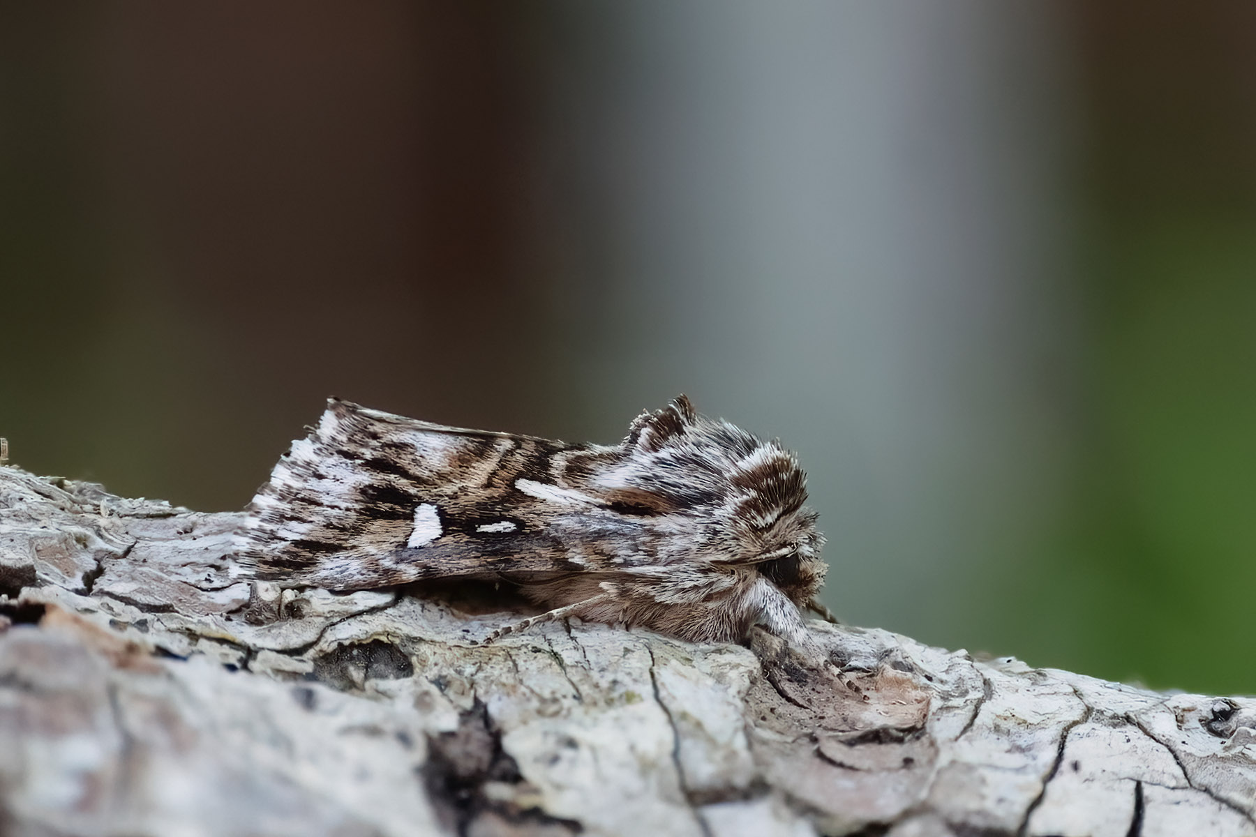 Toadflax Brocade - 25th May 2026 - Chellaston - Tony Davison