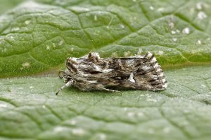 Toadflax Brocade - 31st May 2026 - trapped by Brian Hammal on 29th May 2026 - Findern