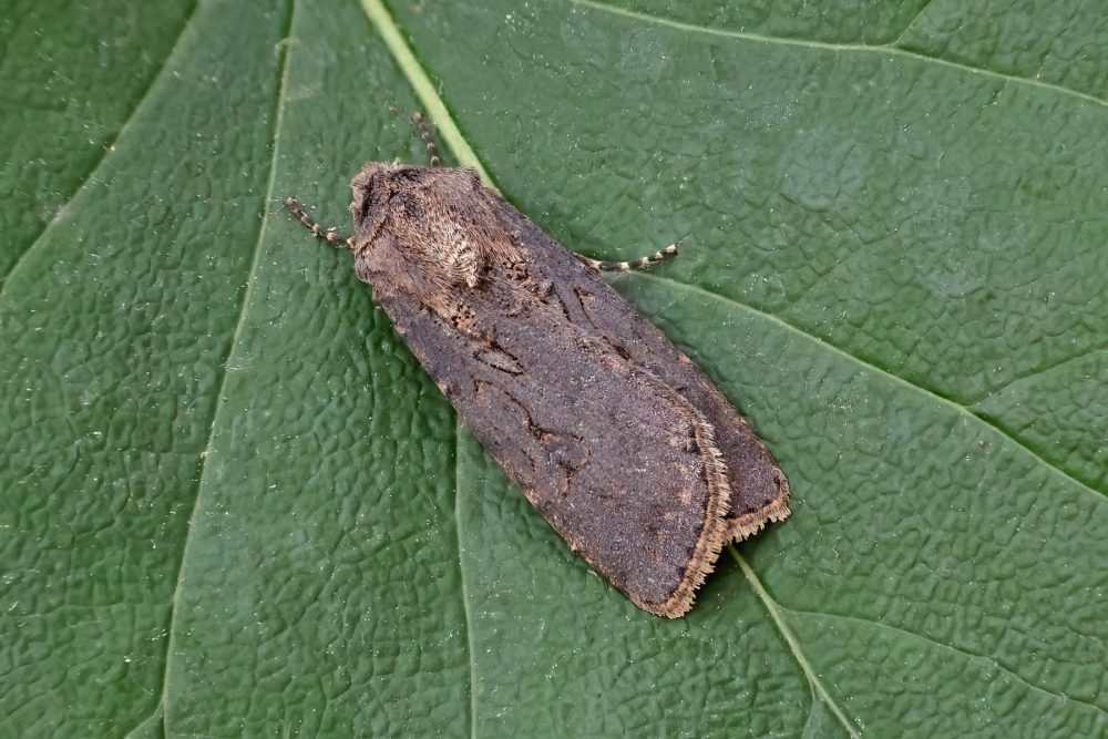 Turnip Moth - 24th May 2026 - Melbourne - Tony Davison