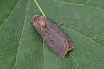 Moth Trap - 24th-25th May 2026