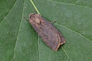 Turnip Moth - 24th May 2026 - Melbourne - Tony Davison