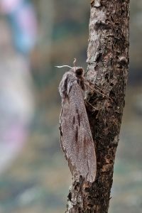 Pine Hawk-moth - 28th June 2026 - Melbourne - Tony Davison