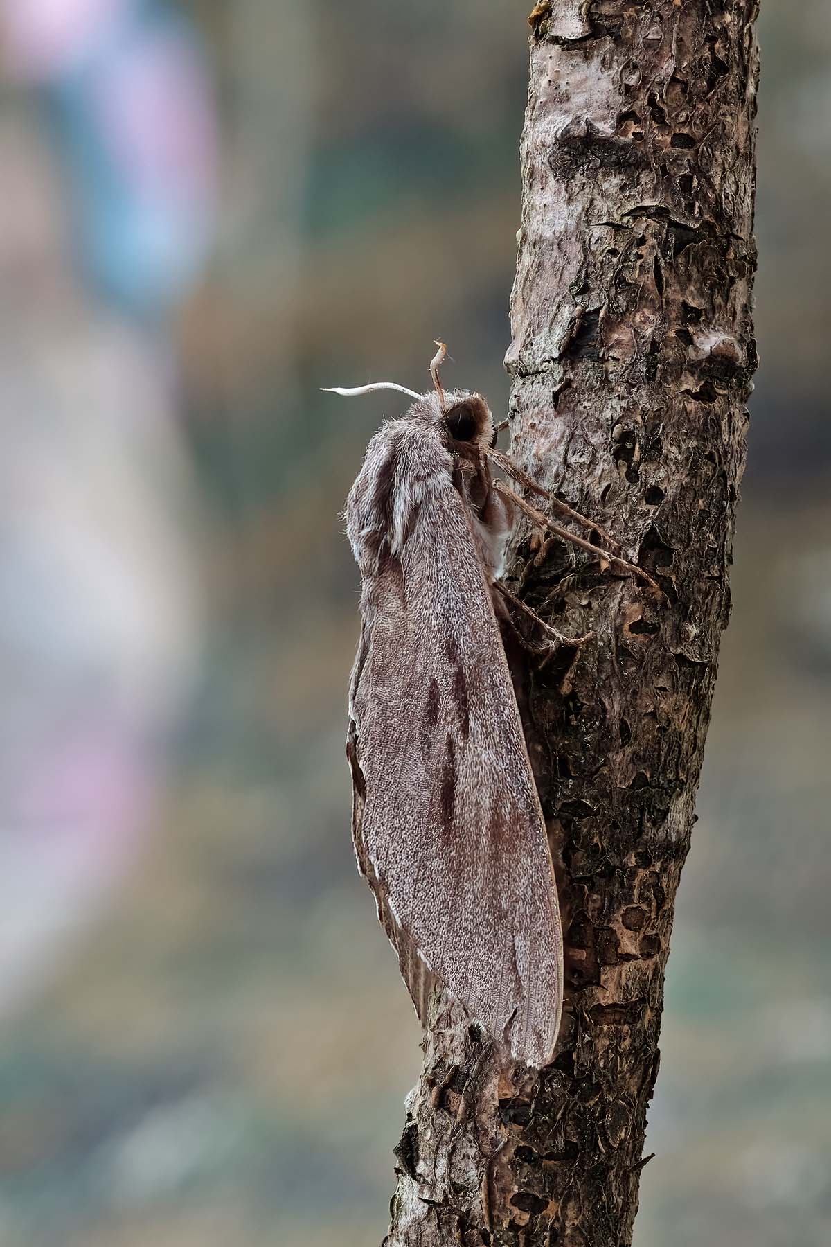 Pine Hawk-moth - 28th June 2026 - Melbourne - Tony Davison