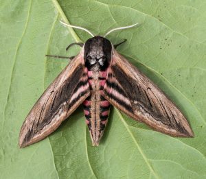 Privet Hawk-moth - 3rd June 2026 - Chellaston - Richard Pittam