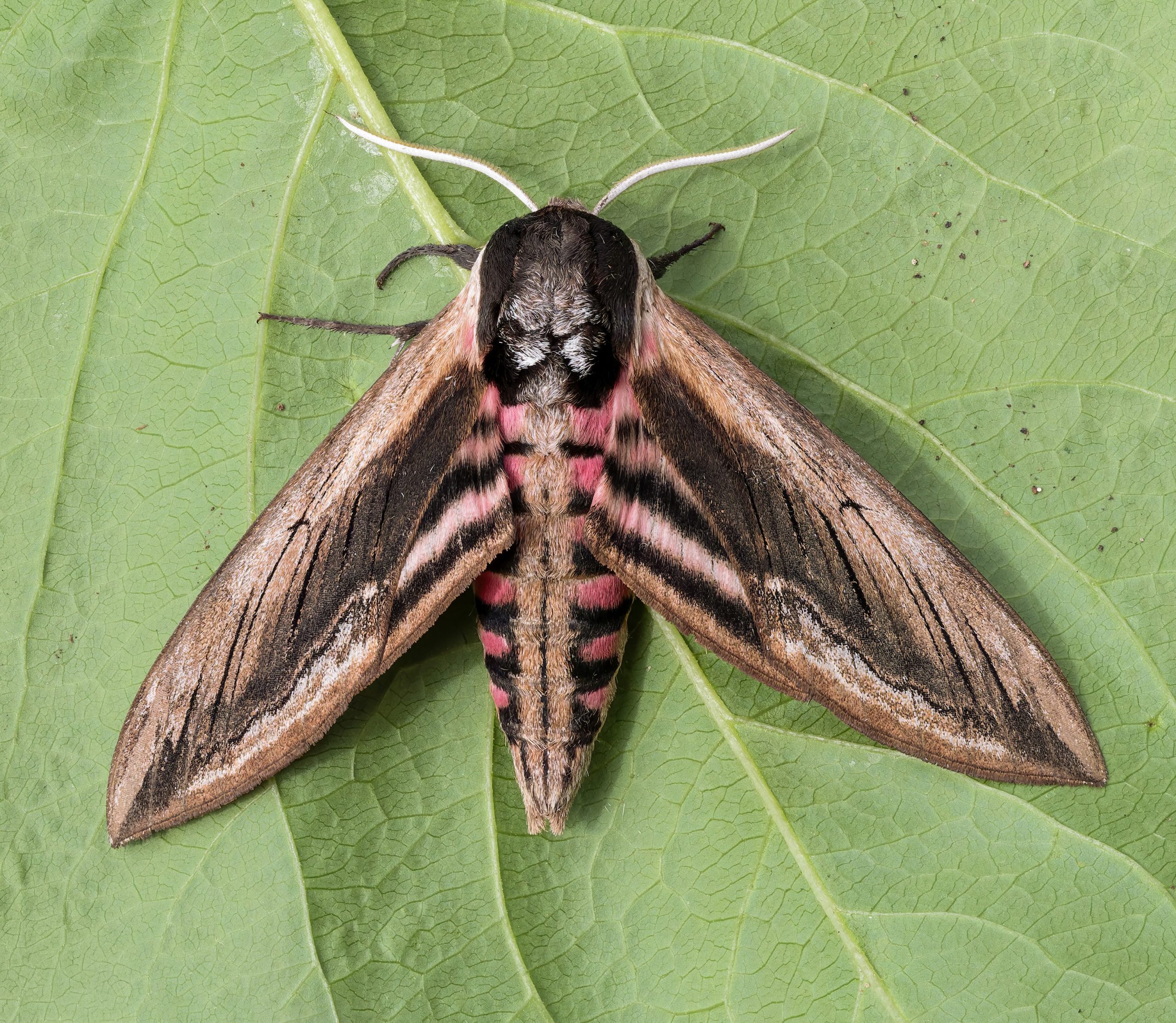 Privet Hawk-moth - 3rd June 2026 - Chellaston - Richard Pittam