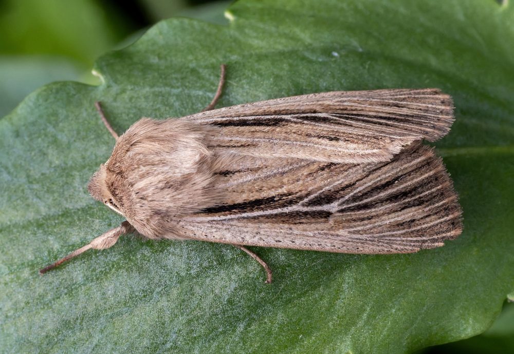 Shoulder-striped Wainscot - 8th June 2026 - Chellaston - Richard Pittam