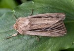 Shoulder-striped Wainscot - 8th June 2026 - Chellaston - Richard Pittam