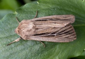 Shoulder-striped Wainscot - 8th June 2026 - Chellaston - Richard Pittam