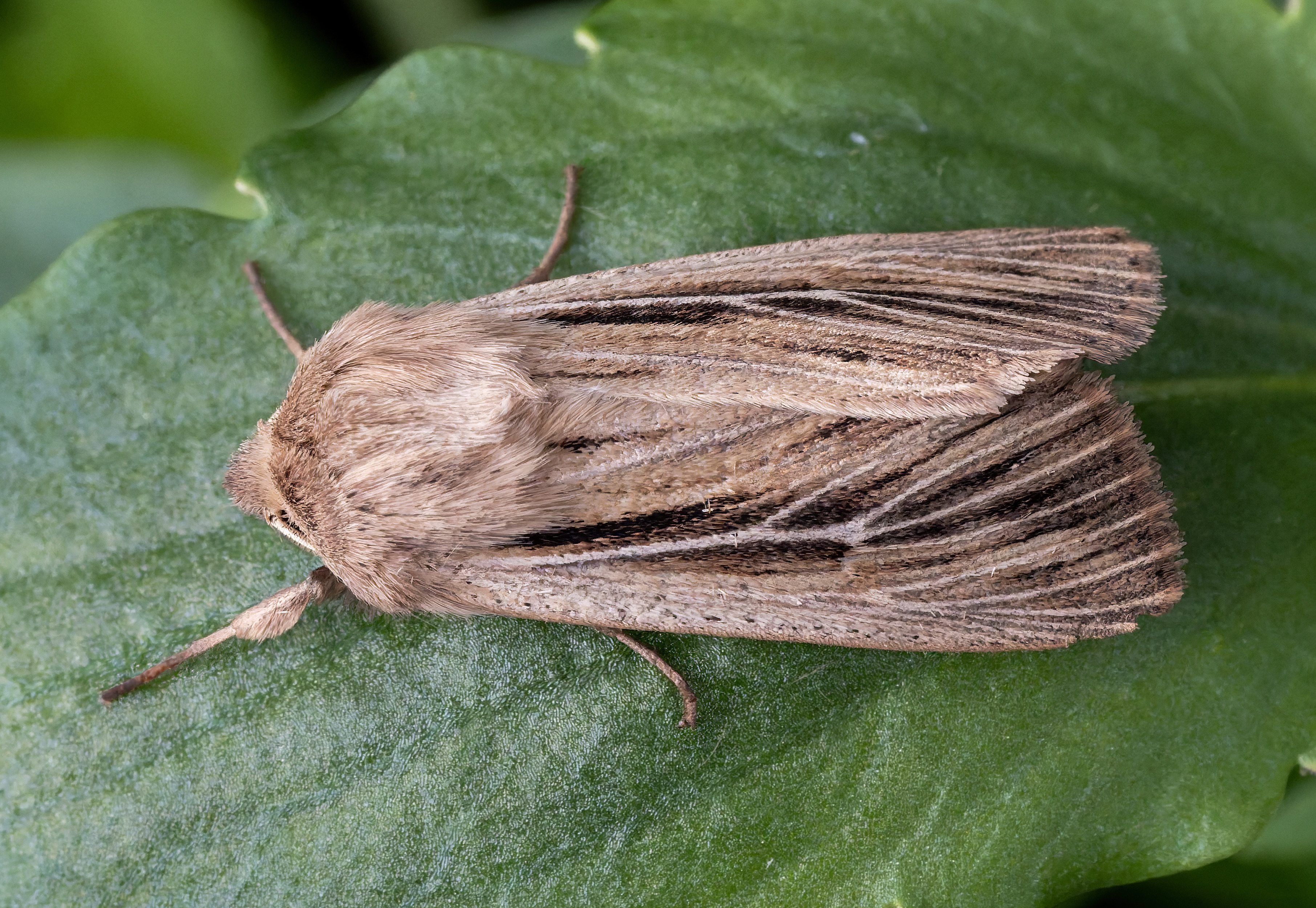 Shoulder-striped Wainscot