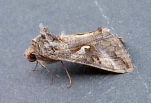 Silver Y - 3rd June 2026 - Chellaston - Ricard Pittam - a very pale form indicating from southern climates 