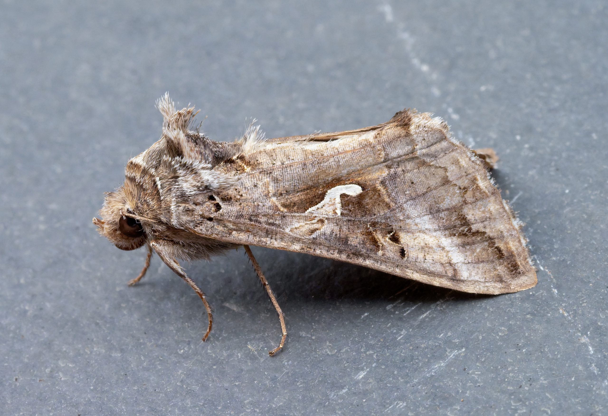 Silver Y - 3rd June 2026 - Chellaston - Ricard Pittam - a very pale form indicating from southern climates 