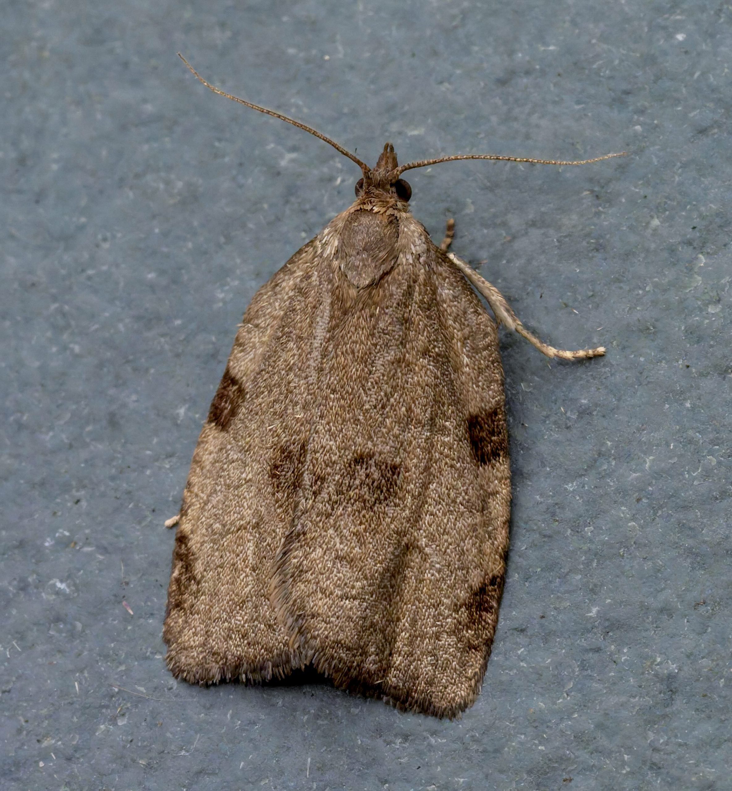 Lozotaenia forsterana - 6th June 2026 - Chellaston - Richard Pittam