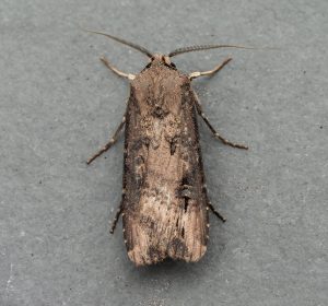 Dark Sword-grass - 6th June 2026 - Chellaston - Richard Pittam