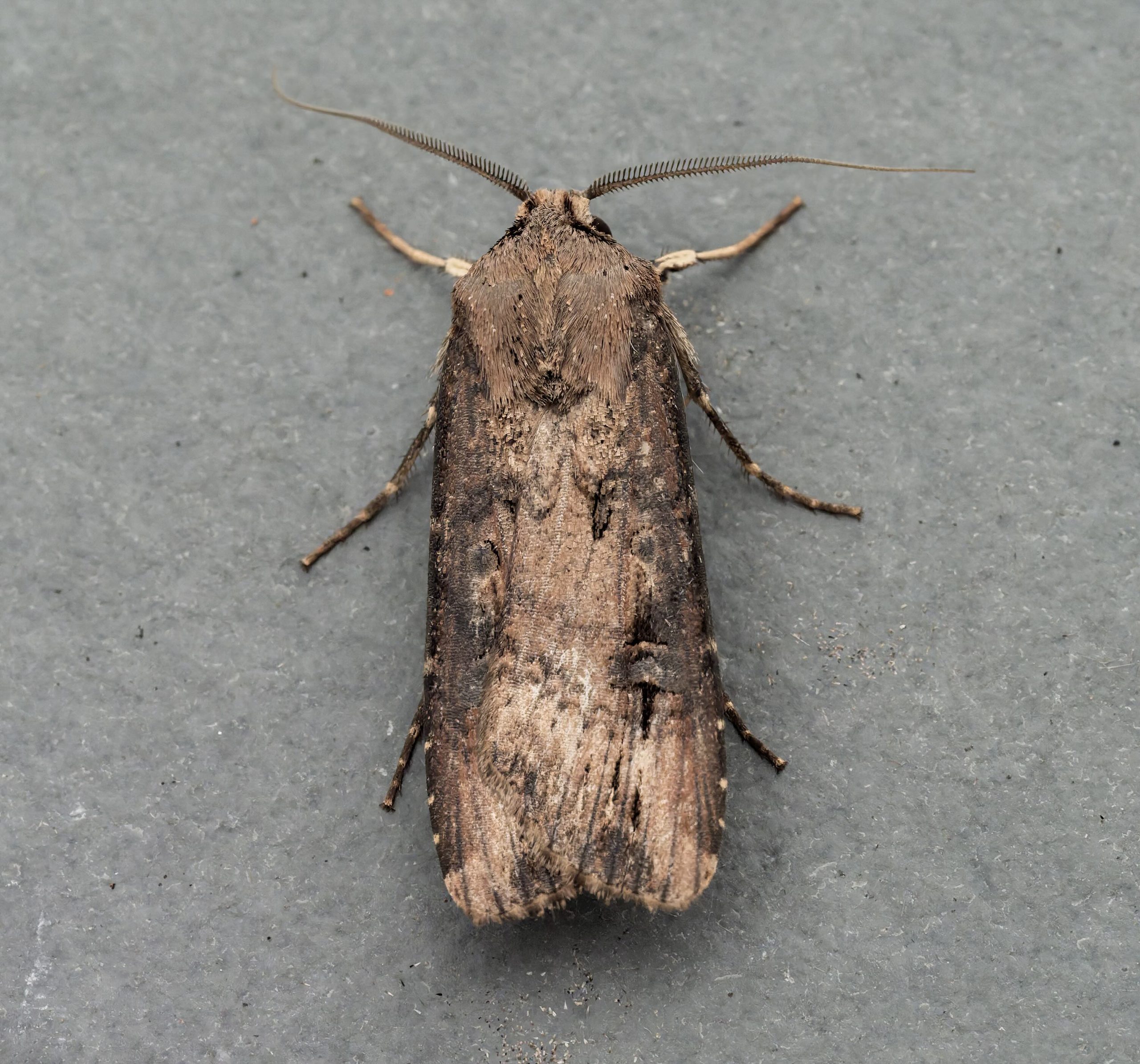 Dark Sword-grass - 6th June 2026 - Chellaston - Richard Pittam