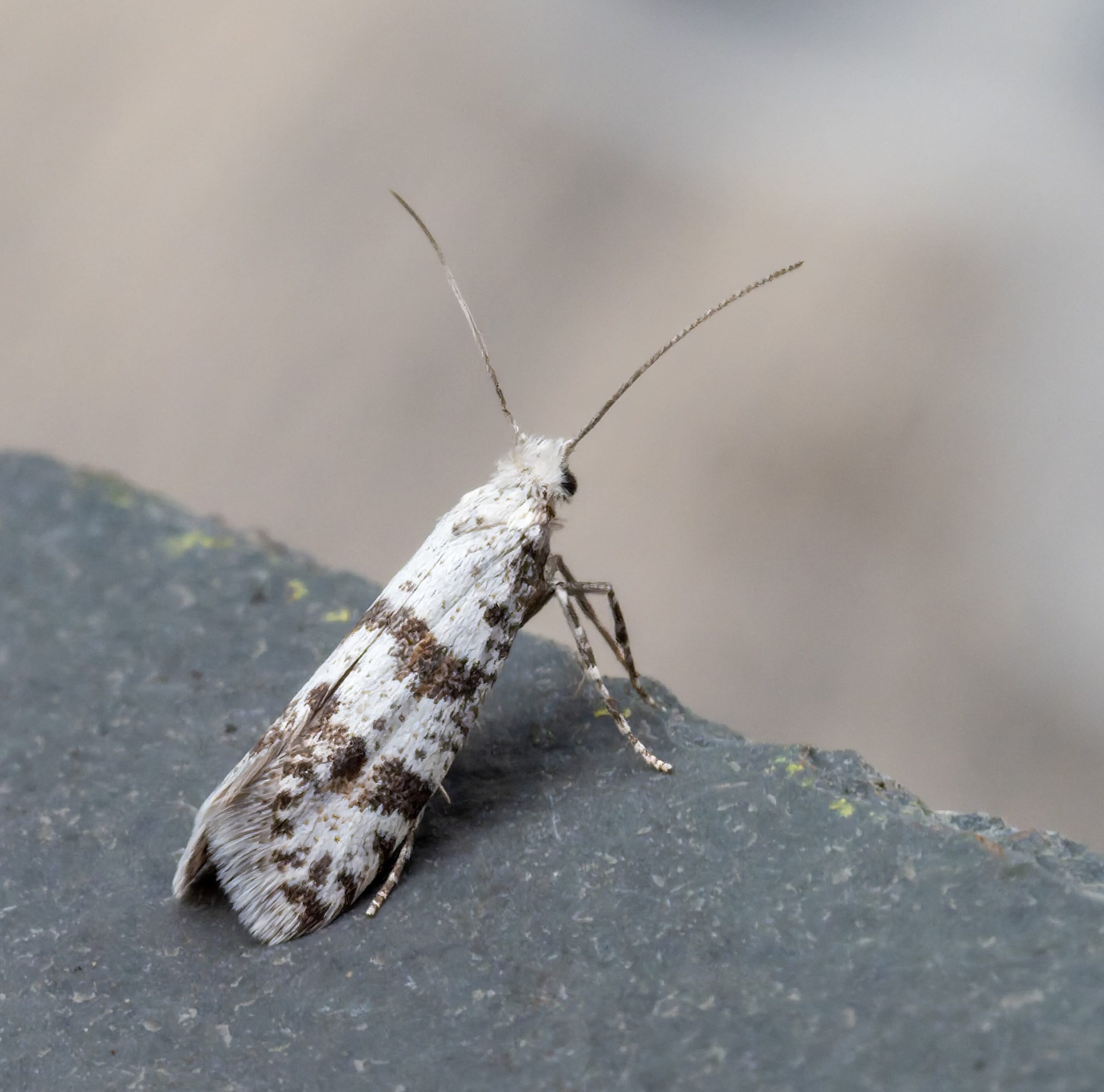 Scythropia crataegella - 6th June 2026 - Chellaston - Richard Pittam