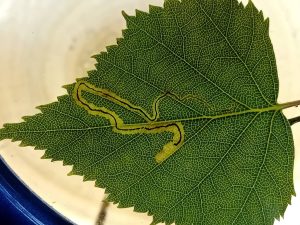 Stigmella lapponica - leaf mine on Grey Birch - 2nd June 2026 - Poolsbrook Marsh, Markham Vale - Mark Radford
