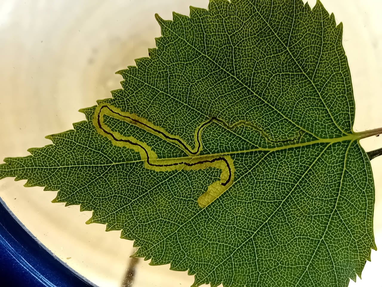 Stigmella lapponica - leaf mine on Grey Birch - 2nd June 2026 - Poolsbrook Marsh, Markham Vale - Mark Radford