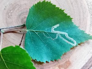 Stigmella lapponica - leaf mine on Grey Birch - 2nd June 2026 - Poolsbrook Marsh, Markham Vale - Mark Radford