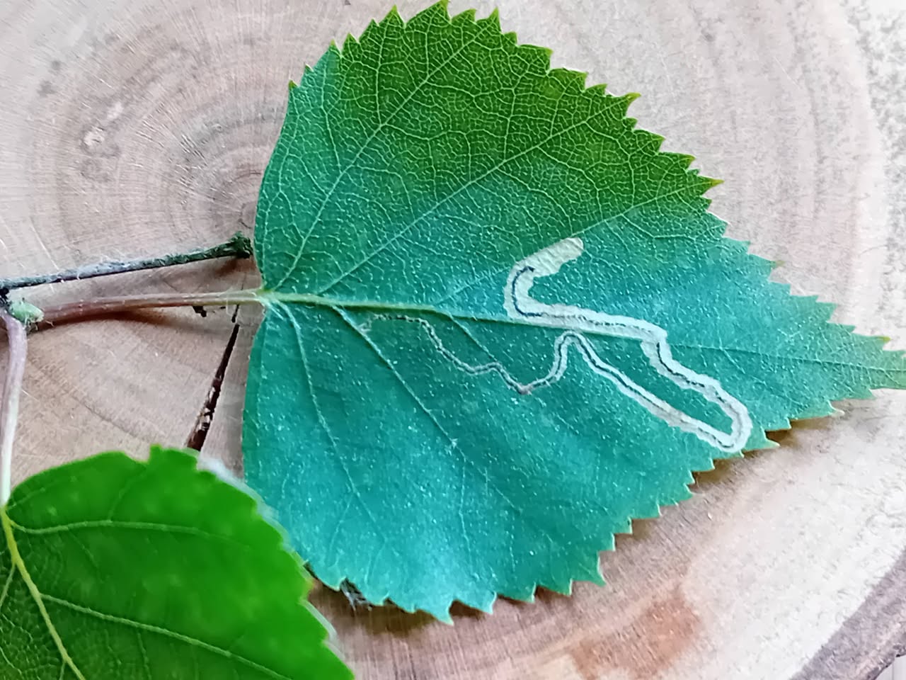 Stigmella lapponica - leaf mine on Grey Birch - 2nd June 2026 - Poolsbrook Marsh, Markham Vale - Mark Radford