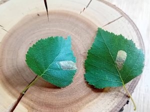 Eriocrania sparmanella - Leaf mines on Silver  Birch - 2nd June 2026 - Poolsbrook Marsh, Markham Vale - Mark Radford