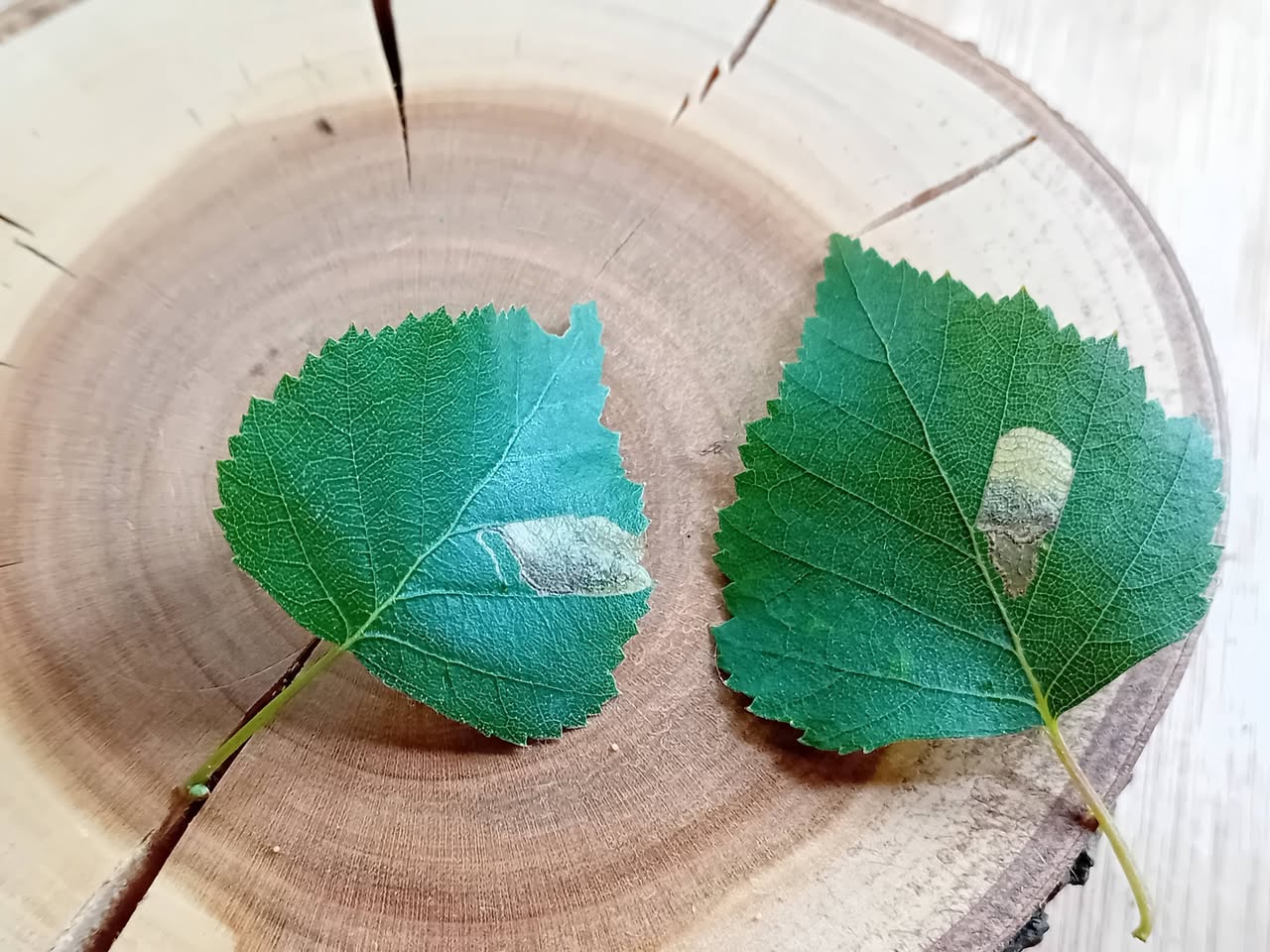 Eriocrania sparmanella - Leaf mines on Silver  Birch - 2nd June 2026 - Poolsbrook Marsh, Markham Vale - Mark Radford