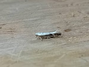 Argyresthia retinella - 4th June 2026 - Markham Vale South Tip - Mark Radford