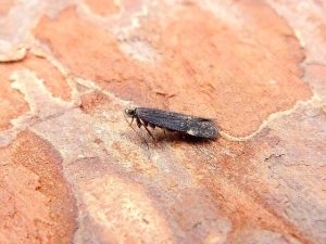  Aproaerema anthyllidella - 31st may 2026 - Belper - Dave Evans