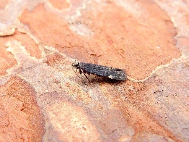  Aproaerema anthyllidella - 31st may 2026 - Belper - Dave Evans