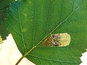 Eriocrania sparmanella - Leaf mines on Silver  Birch - 2nd June 2026 - Poolsbrook Marsh, Markham Vale - Mark Radford