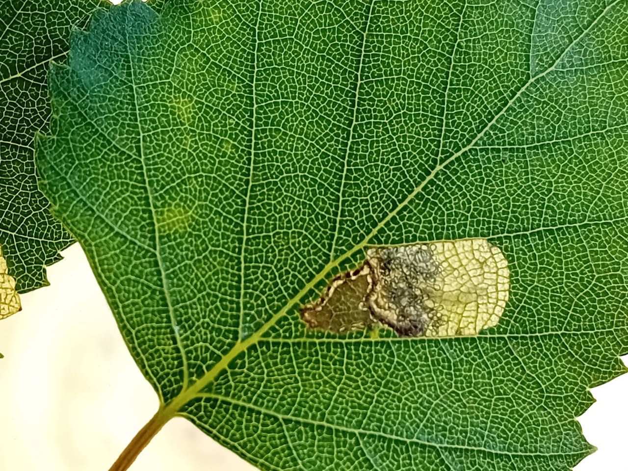 Eriocrania sparmanella - Leaf mines on Silver  Birch - 2nd June 2026 - Poolsbrook Marsh, Markham Vale - Mark Radford