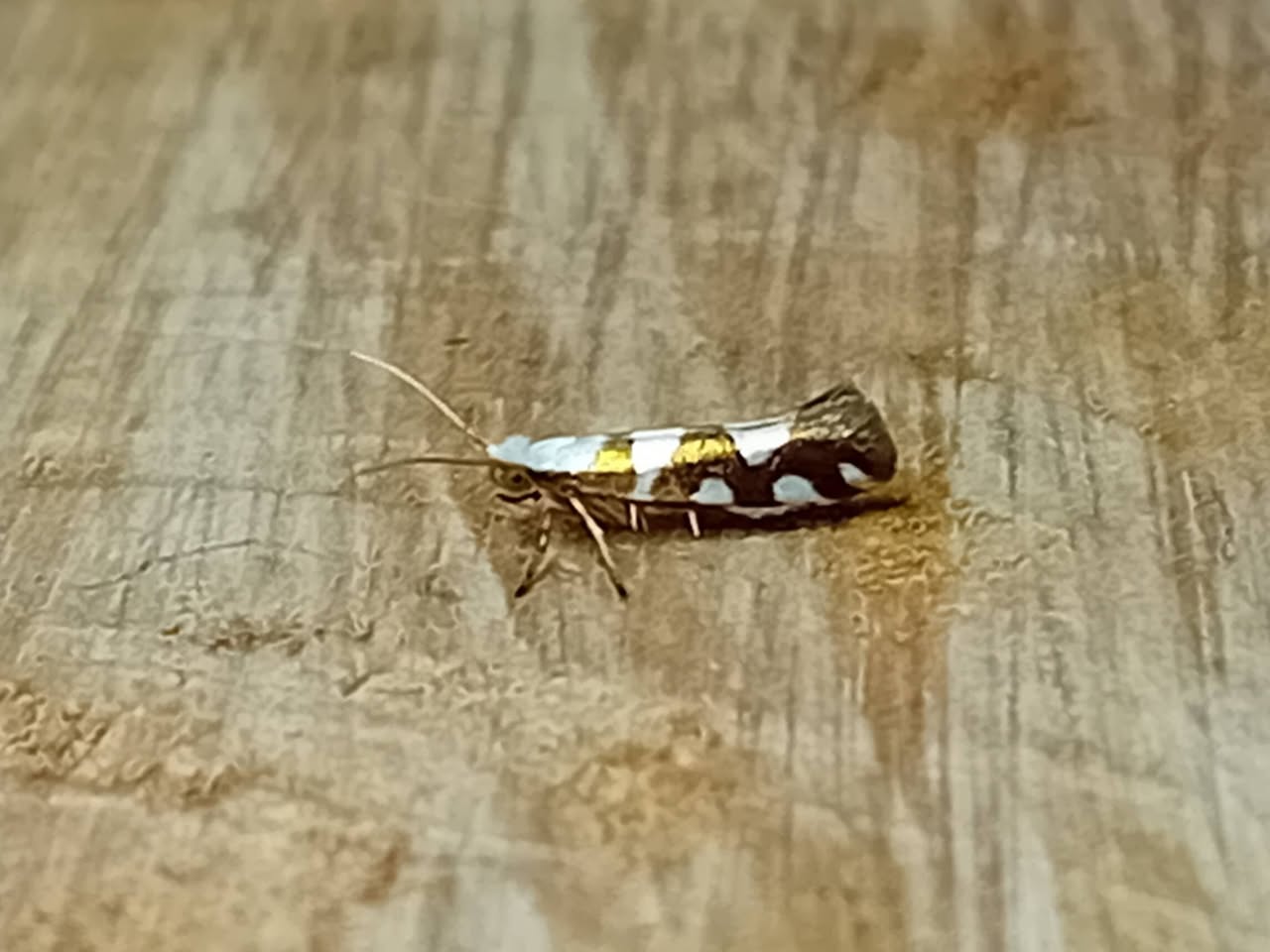 Argyresthia brockeella - 4th June 2026 - Markham Vale South Tip - Mark Radford