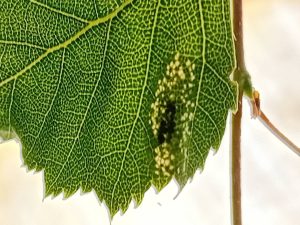 Phyllonorycter ulmifoliella - Leaf min on Silver Birch - a month early -  4th June 2026 - Markham Vale South Tip - mark Radford
