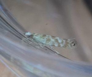Argyresthia cupressella - 5th June 2026 - Staveley - Mark Radford