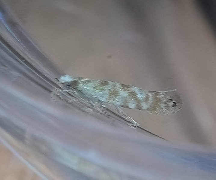 Argyresthia cupressella - 5th June 2026 - Staveley - Mark Radford