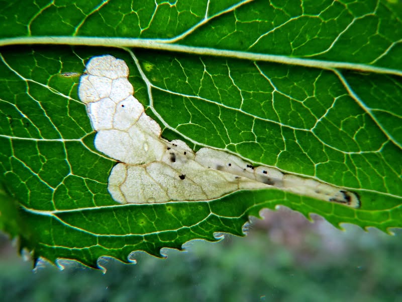 Mompha raschkiella - 9th June 2026 - Wyver Lane, Belper - Dave Evans