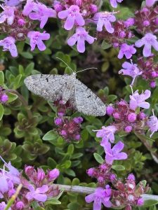 Thyme Pug - 12th June 2026 - Gang Mine, Cromford - ©Clive Ashton
