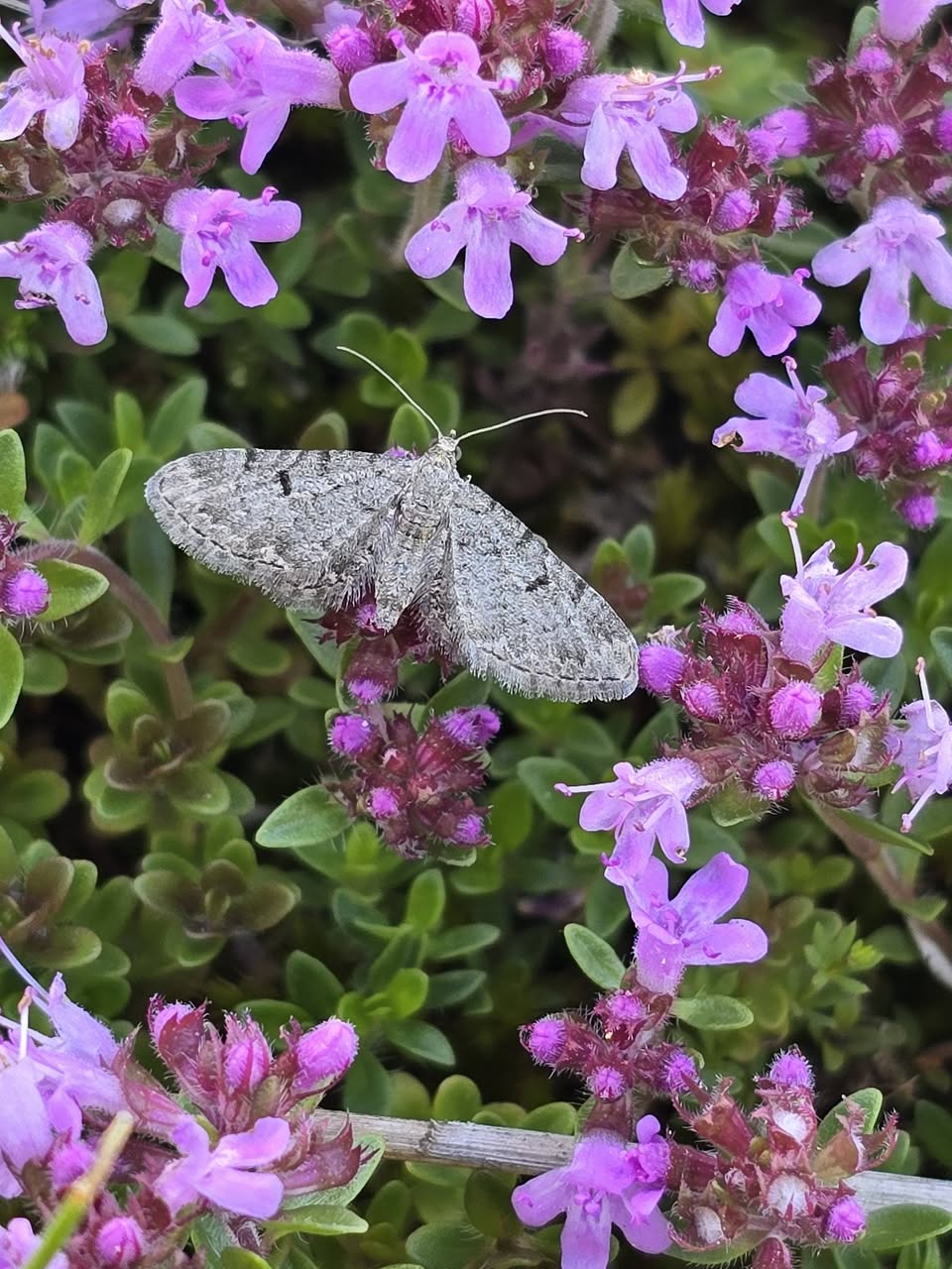 Thyme Pug - 12th June 2026 - Gang Mine, Cromford - ©Clive Ashton