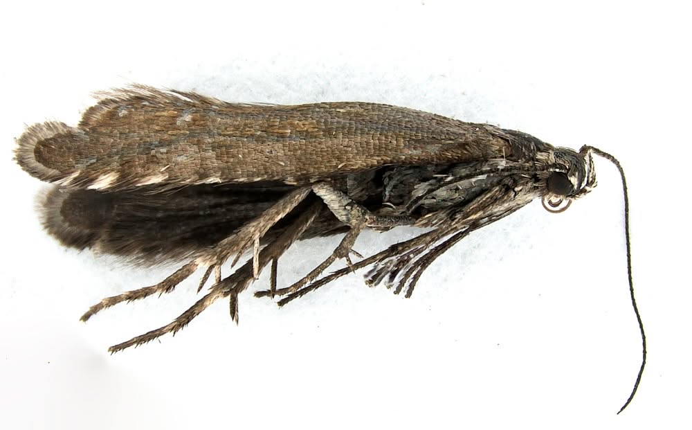 Glyphipterix thrasonella - 16th June 2026 - Calke Explorer - Calke Park - Graham Finch - identification by Gen Det 
